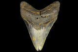 Fossil Megalodon Tooth - North Carolina #109793-2